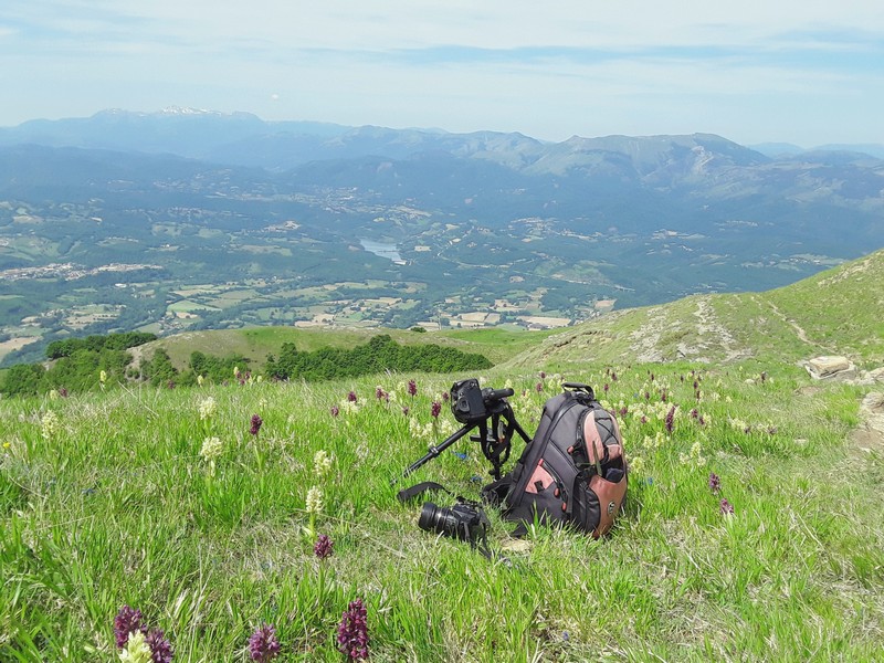 Prime fioriture di orchidee sui Monti della Laga  giugno 2021.